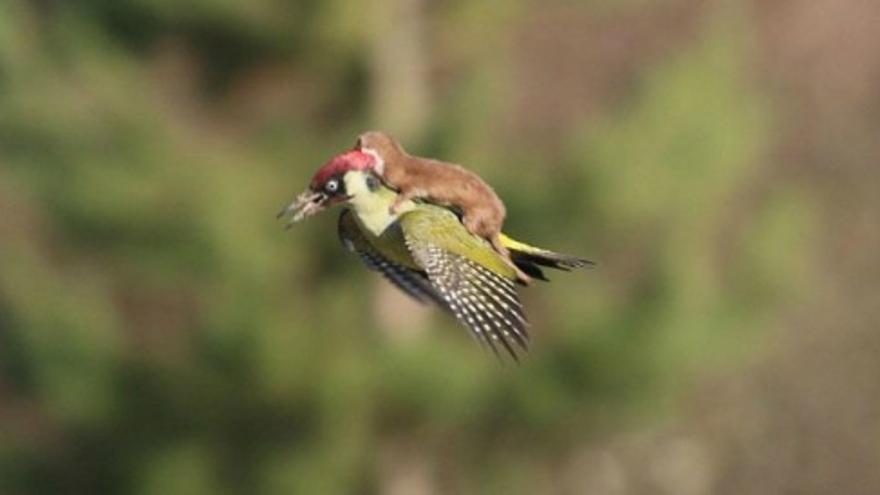 El vuelo de una comadreja a lomos de un pájaro