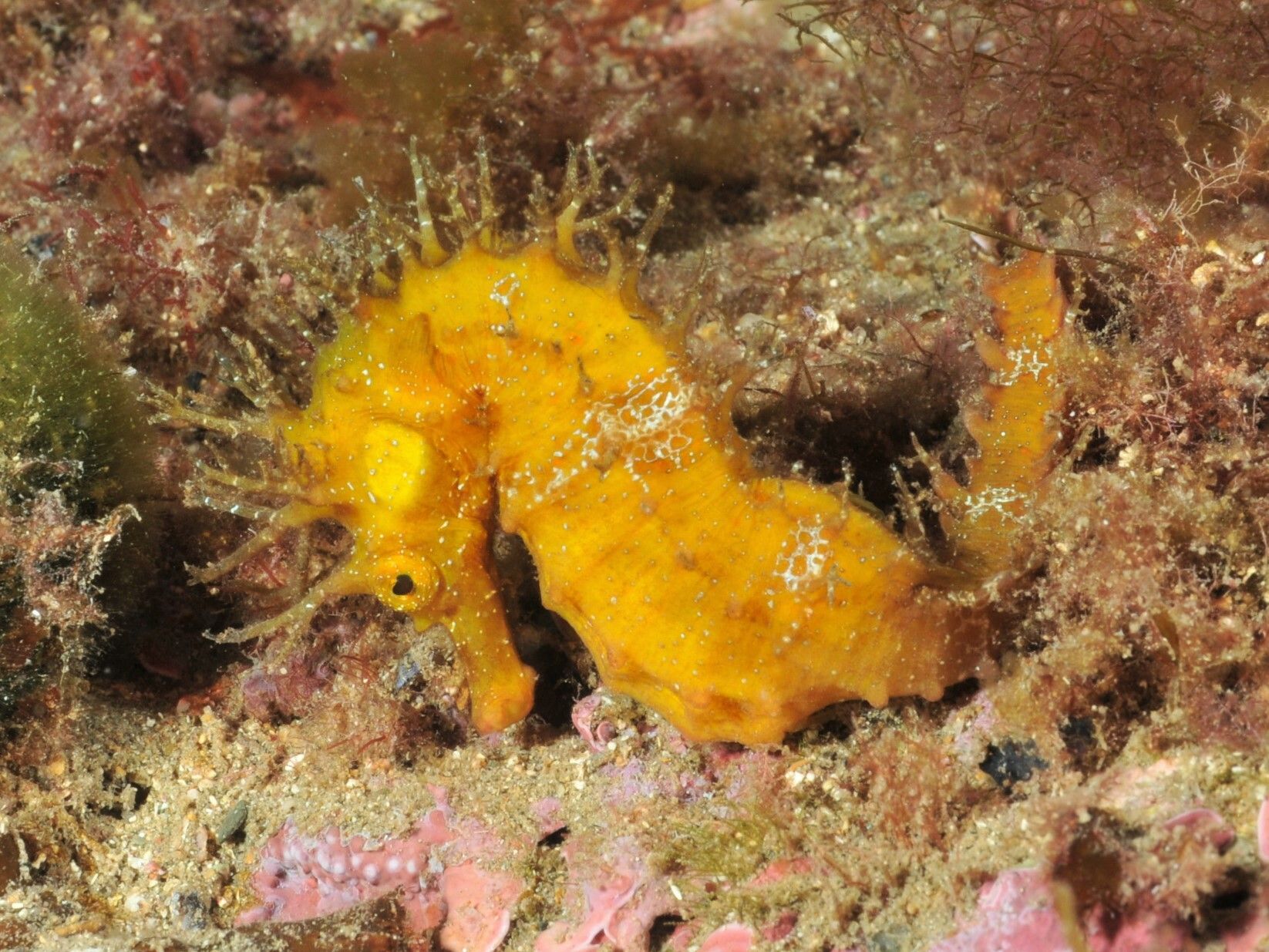 Hippocampus-guttula vist per Observadors del Mar.