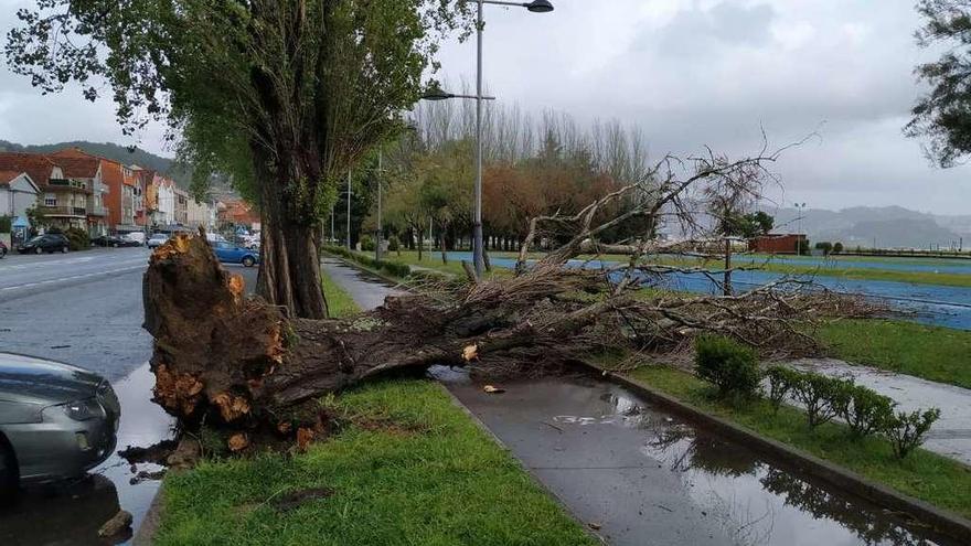 Árbol de varios metros de altura arrancado por el viento huracanado junto a las pistas de atletismo en A Xunqueira. // G.N.