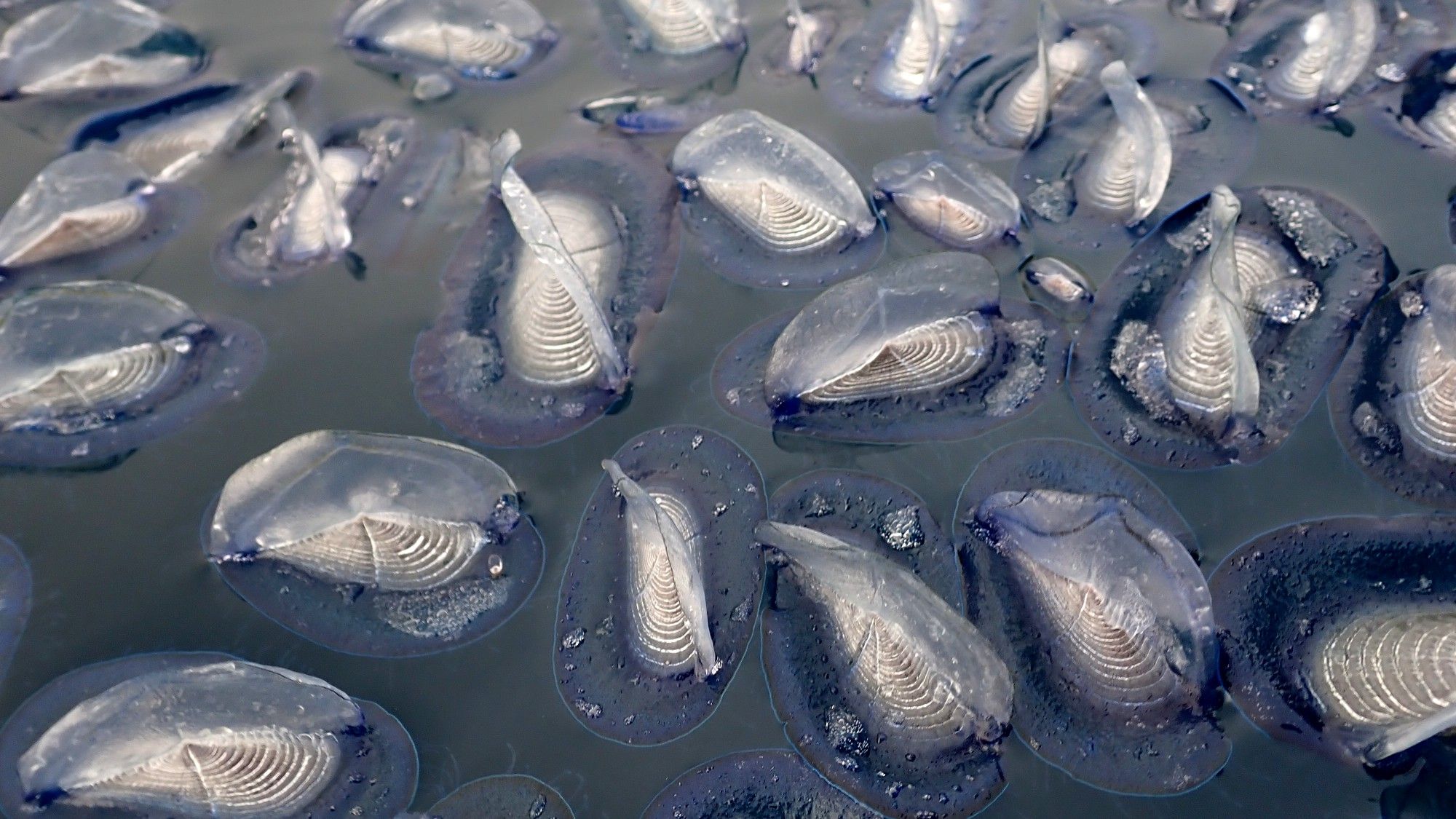 Les meduses apareixen a milers arreu de la Costa Brava