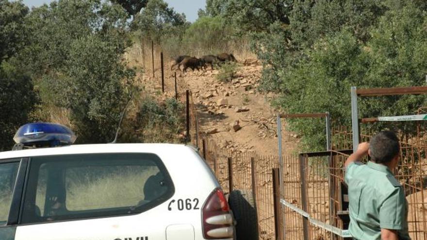 Un guardia civil en una puerta de la trampa apuntando a los jabalíes apresados.