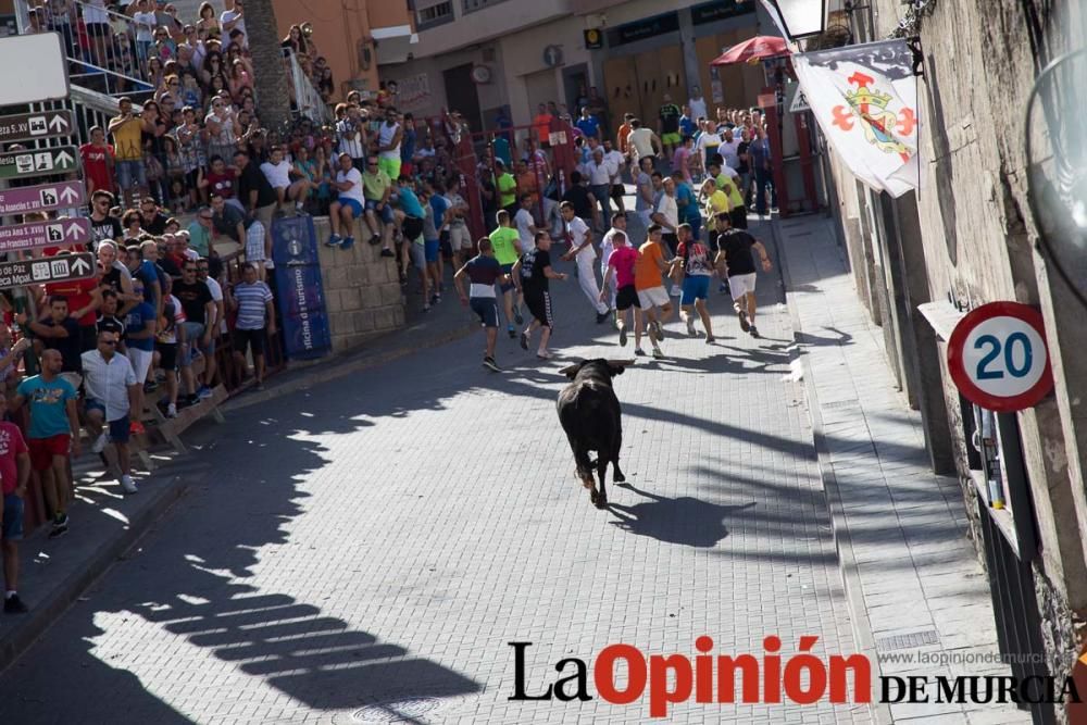 Suelta de toros en Moratalla