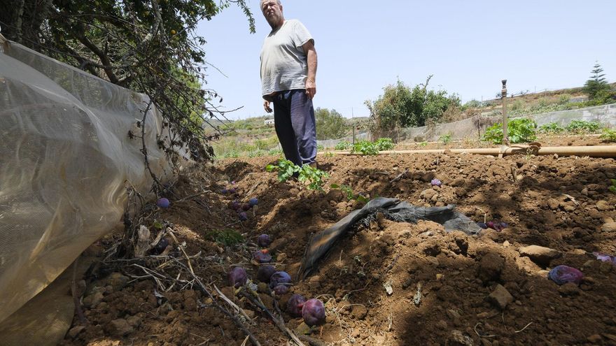 Escasez de agua para los agricultores y ganaderos de San Mateo en plena ola de calor en Gran Canaria