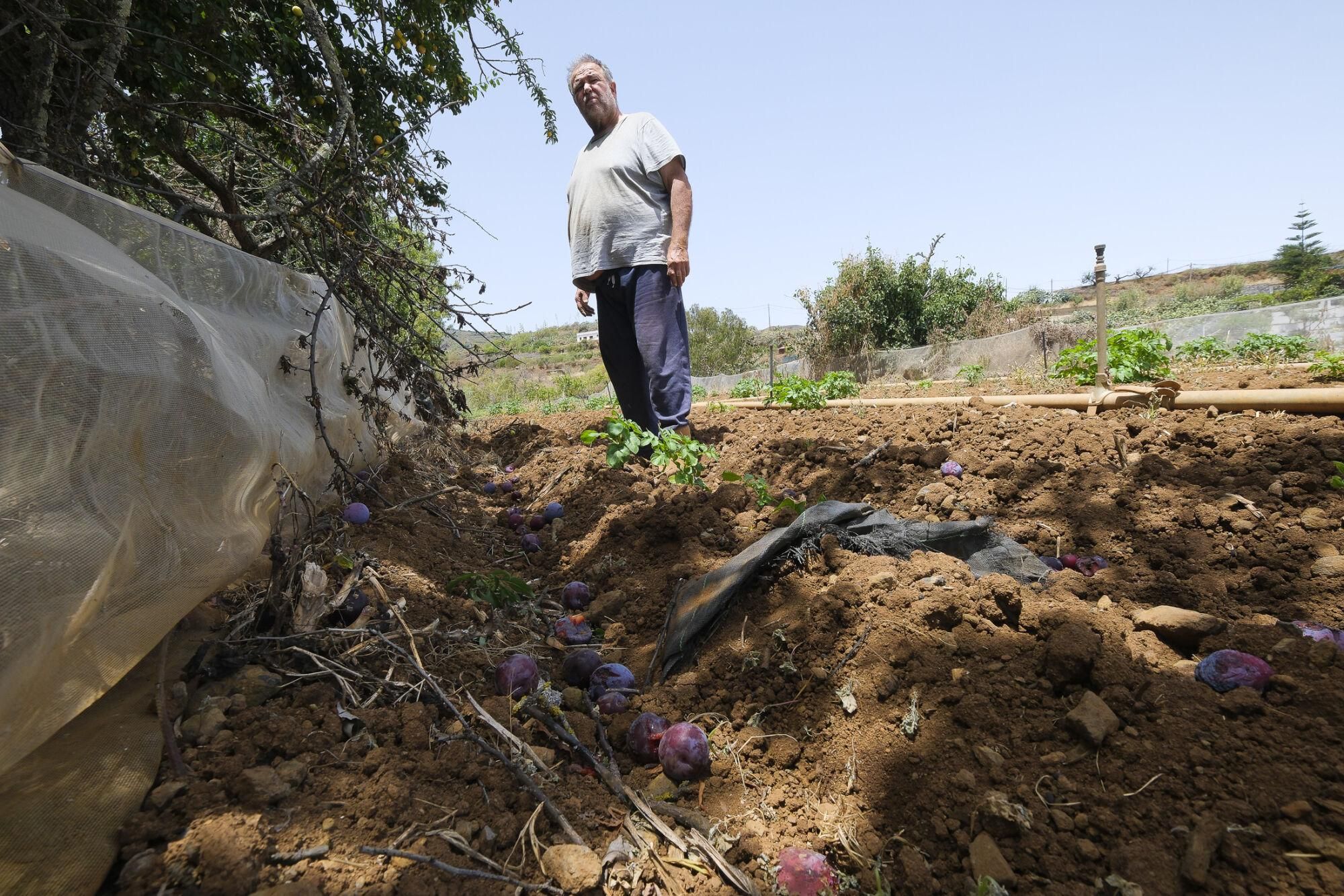 Escasez de agua para los agricultores y ganaderos de San Mateo en plena ola de calor en Gran Canaria