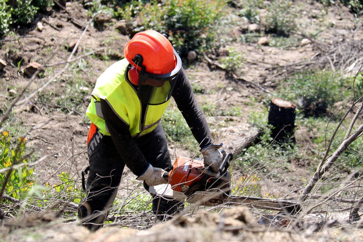 Un treballador forestal talla pins a la zona cremada per l'incendi del Pont de Vilomara i Rocafort