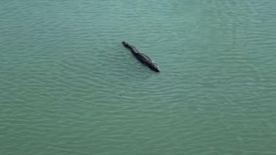Ein Krokodil in Palma? Die Wahrheit hinter dem Reptil im See unterhalb der Kathedrale