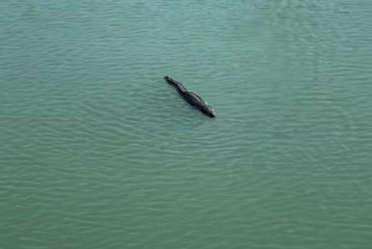 Ein Krokodil in Palma? Sieht ziemlich echt aus, doch es handelt sich um eine Skulptur.