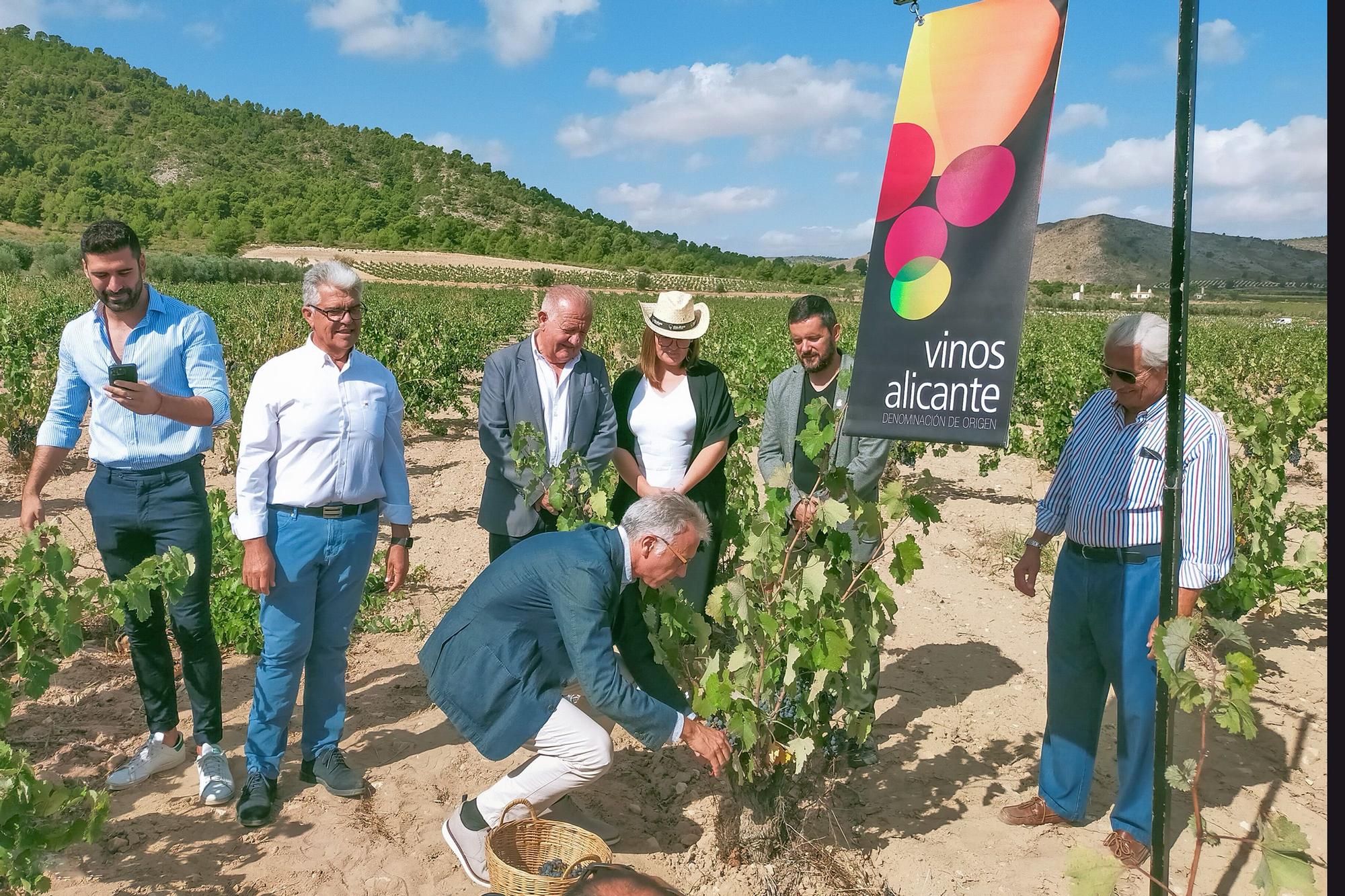 El vino afronta la campaña con menos producción y el temor a una caída de ventas