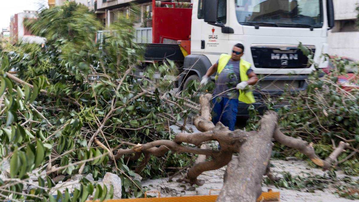 La tala de árboles en las obras de la avenida de JIjona y Maestro Alonso indigna a los vecinos