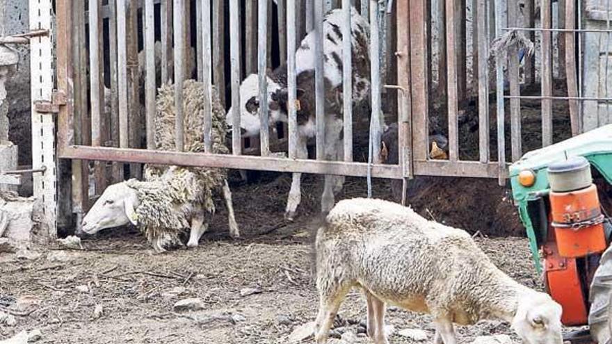 Tras la verja, uno de los terneros que habitaban en la granja de Camos cuando fue clausurada.  // M.G. Brea