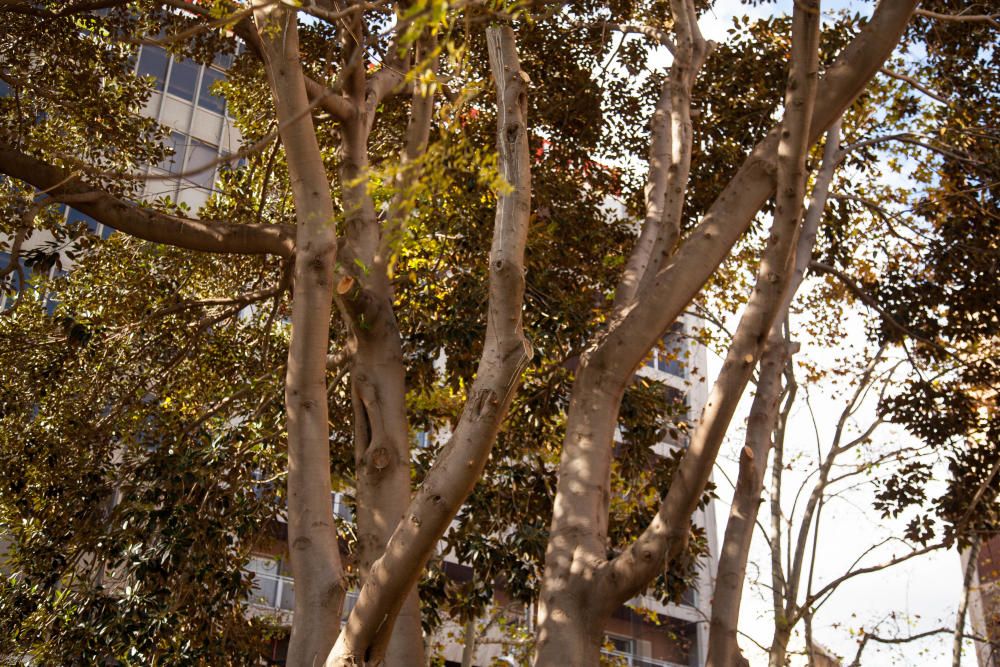 Inician la poda del ficus de la plaza España