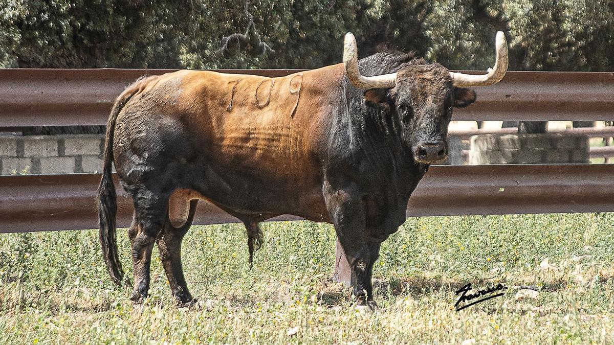 La capital de la Plana Baixa contará con la exhibición de un astado de Garcigrande, lo que supondrá la primera vez que este prestigioso hierro se anuncie y se exhiba en las calles de Burriana.