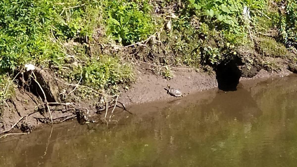 La tortuga, en la orilla del río Lagares.