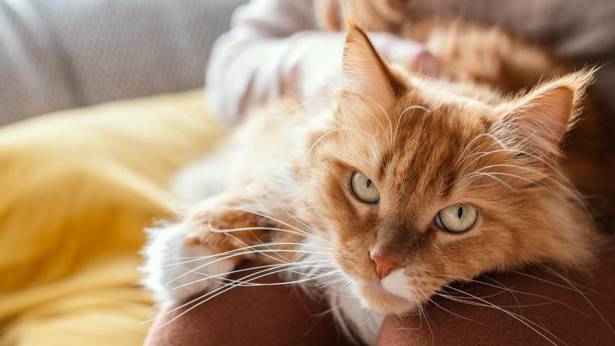 Estas son las formas con las que tu gato te dice que está feliz o agobiado