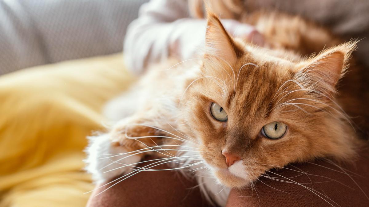 La postura o mirada de un gato son claves para entender su estado.