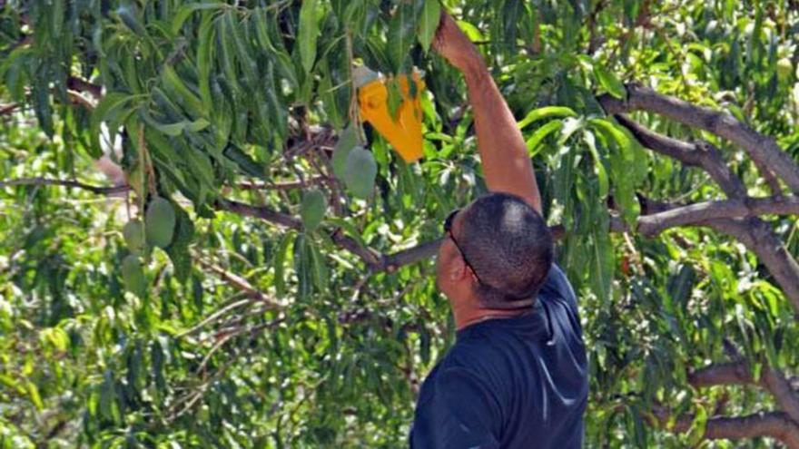 Un agricultor coloca una trampa contra la mosca de la fruta. | | LP/DLP