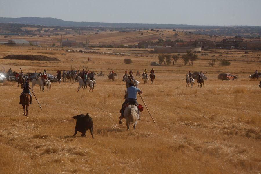 Fiestas en Zamora: Espante en Pereruela