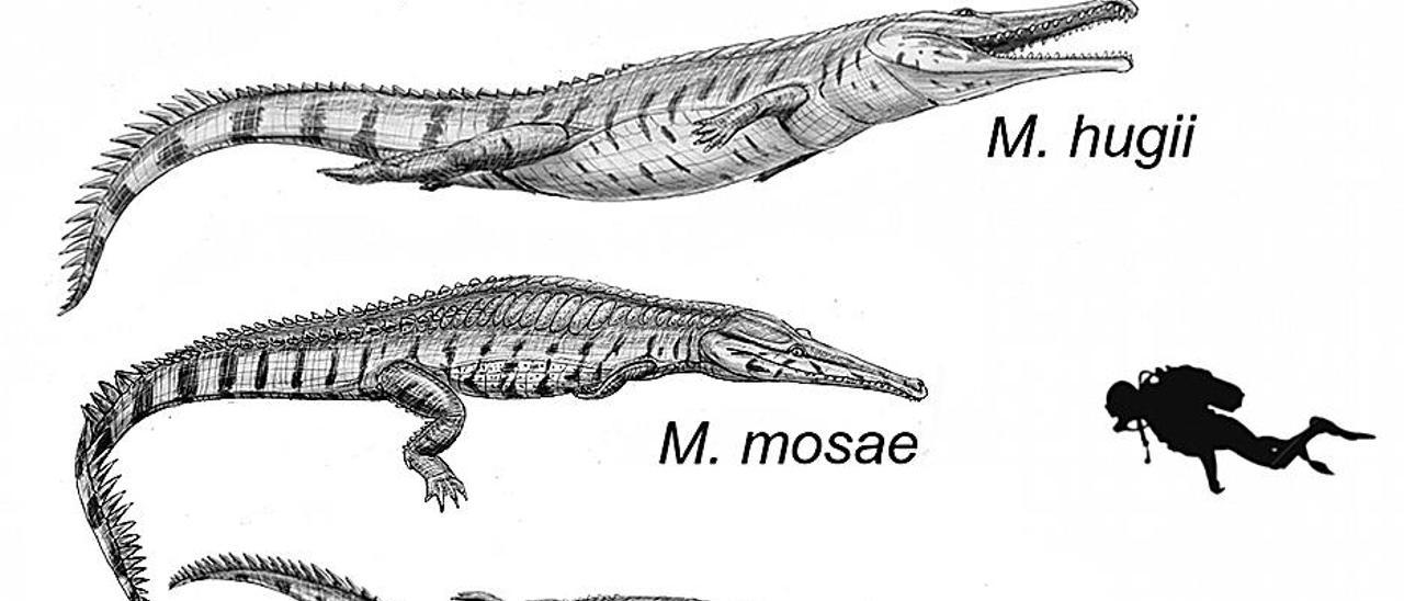 Científicos del Muja identifican al mayor cocodrilo del Jurásico, de nueve  metros - La Nueva España