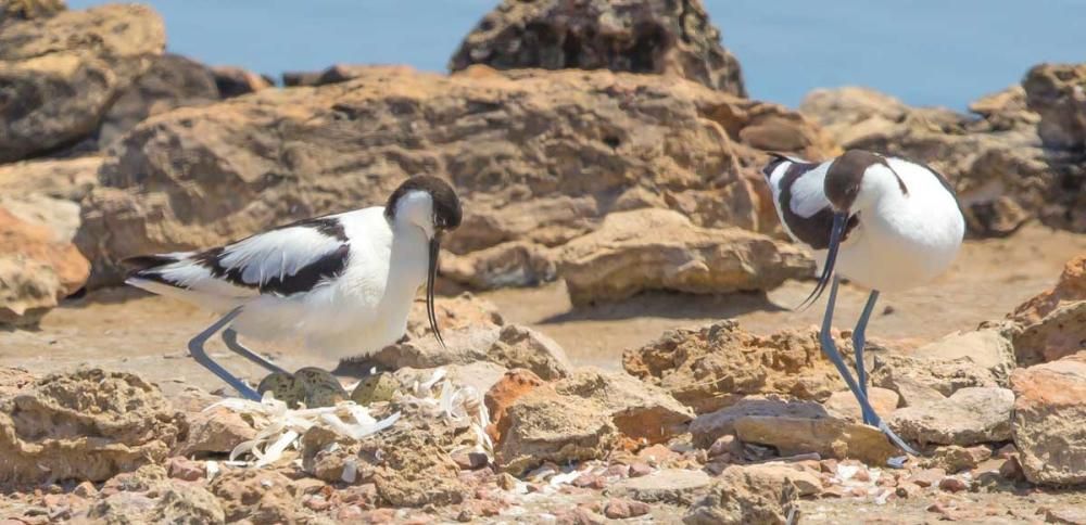 La recuperación de las salinas en Formentera