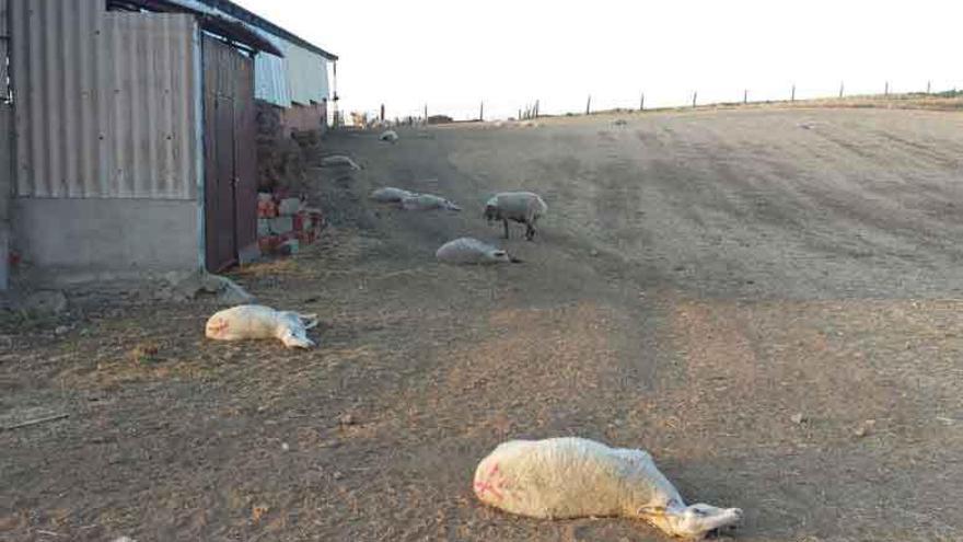 18 ovejas aparecieron muertas de nuevo en San Miguel de la Ribera.