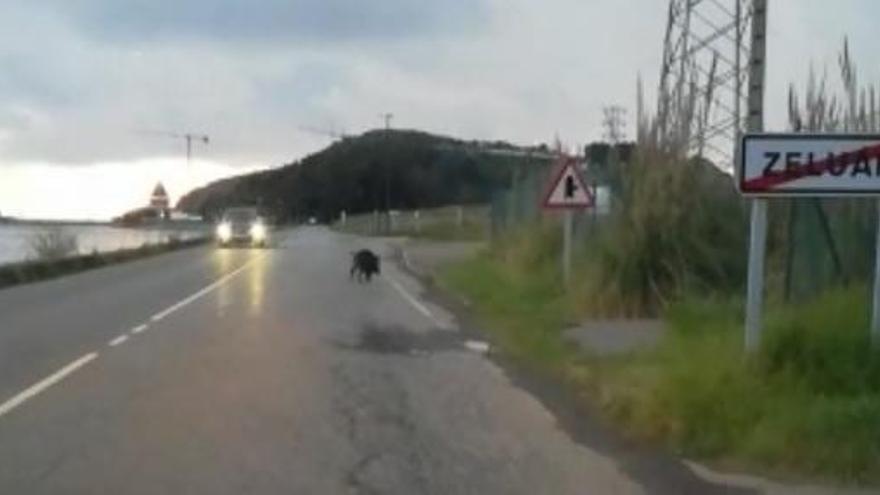 Tres jabalís sorprenden a los conductores en la carretera de Zeluán (Gozón)