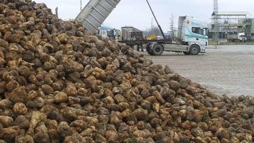 Remolacha amontonada en las instalaciones de la Azucarera.