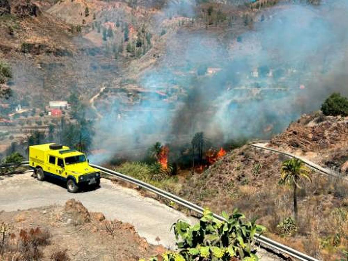 Conato de incendio en un palmeral del sur de Gran Canaria