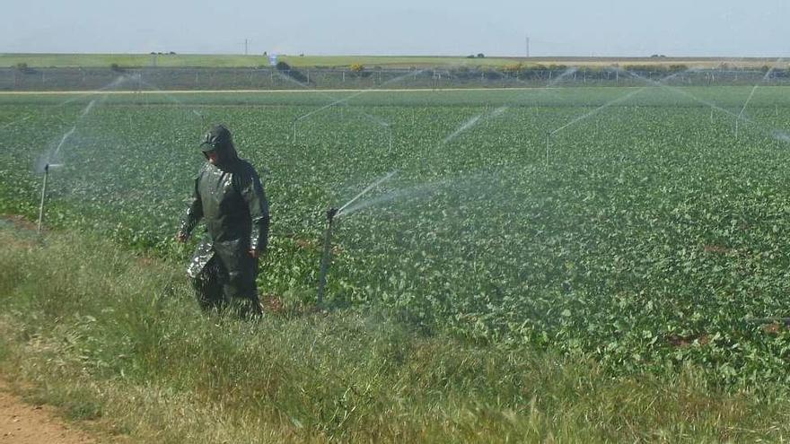 Un agricultor controla el riego en una parcela del término municipal de Toro.