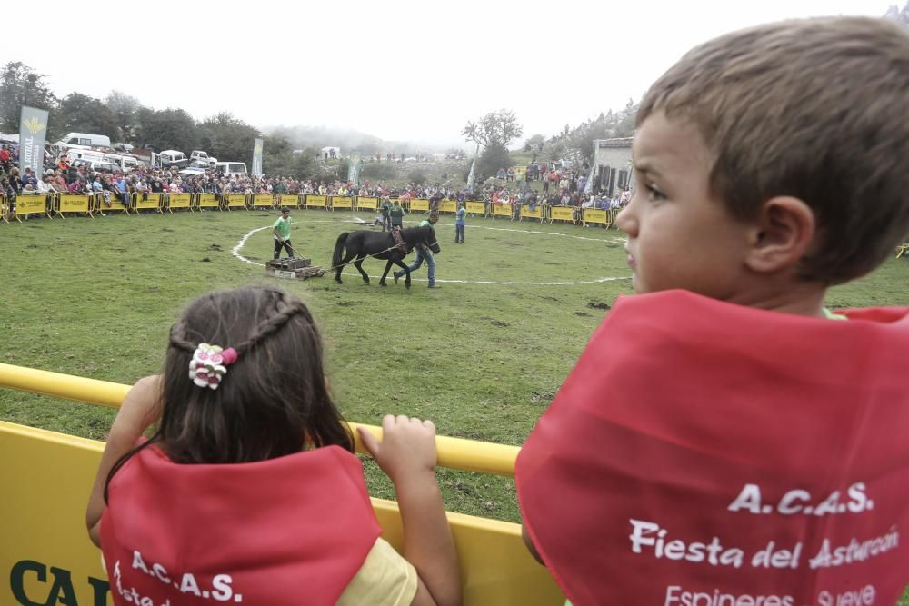 Fiesta del Asturcón 2017