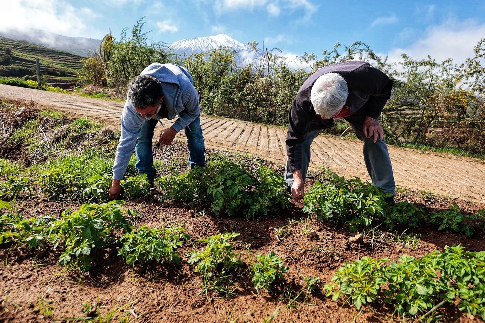 Reportaje sobre los productores de papa bonita en Icod el Alto