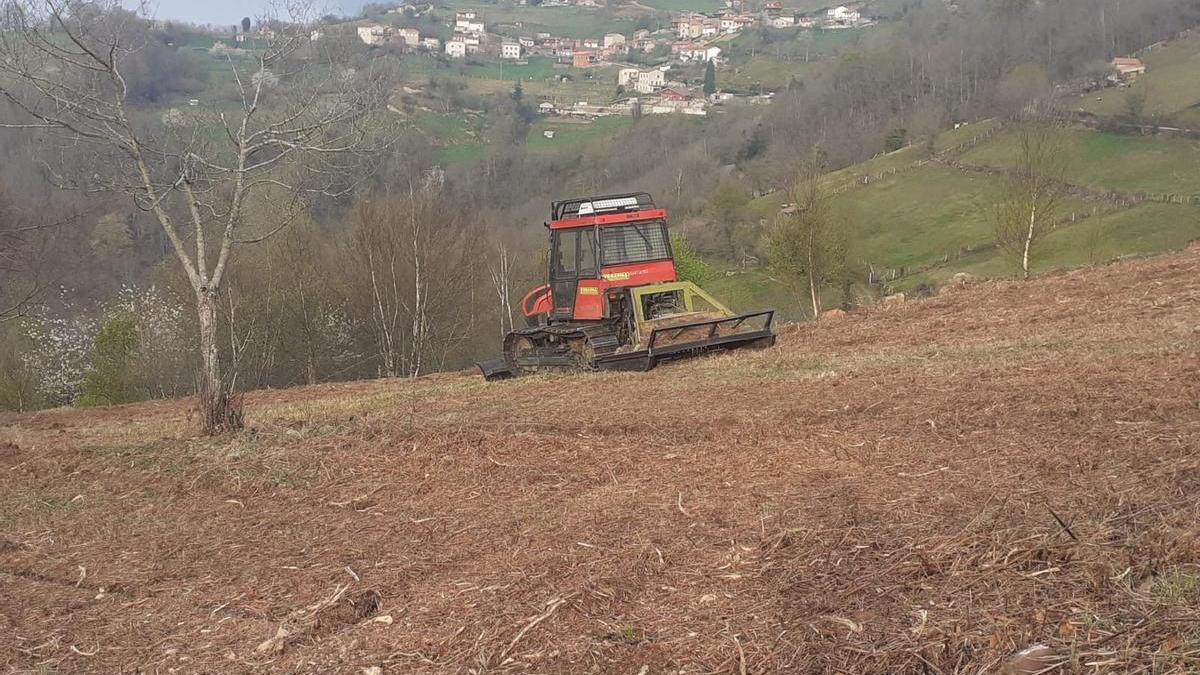 Tareas de desbroce en el monte Carrio de Laviana.