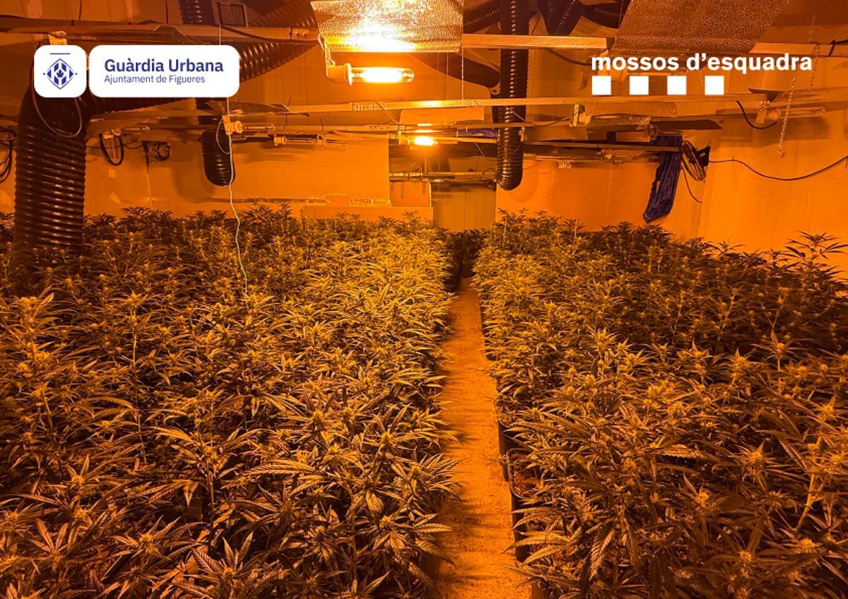 La plantació de marihuana al carrer Sant Pau de Figueres