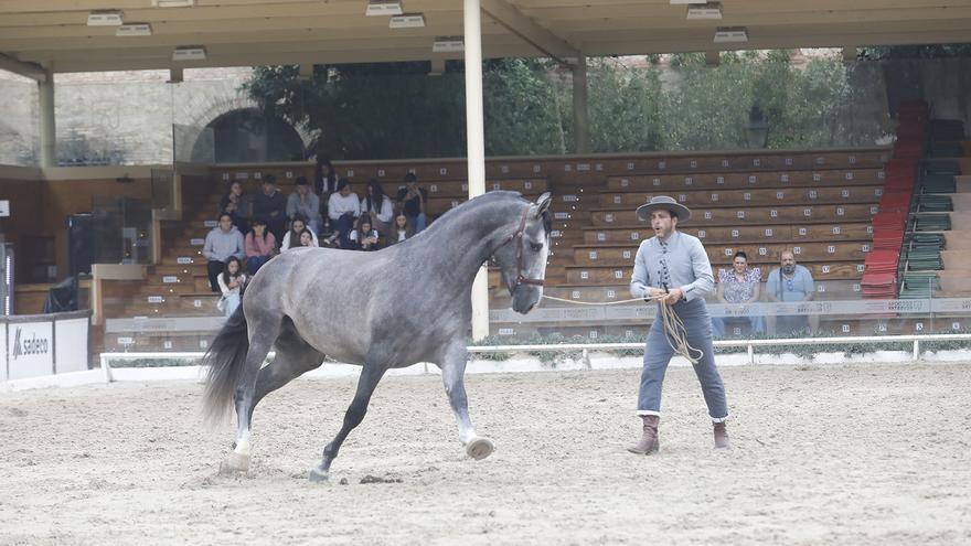 El concurso morfológico de pura raza española de Córdoba rompe su techo