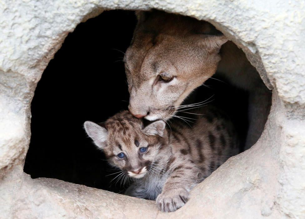 Ice, un puma norteamericano de cuatro años de edad, lame a su cachorro de un mes de edad, en el zoológico de Royev Ruchey, en un suburbio de la ciudad siberiana de Krasnoyarsk, Rusia.