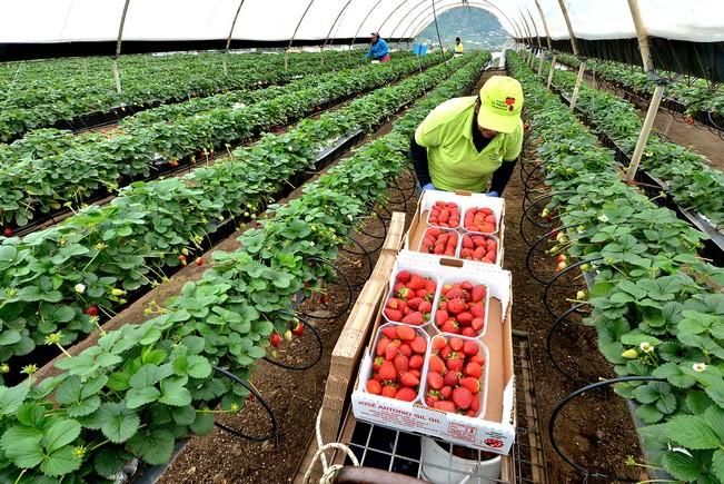 FRESAS VALSEQUILLO