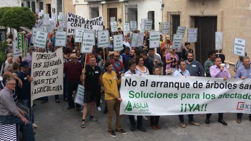 500 personas cargan contra el Consell por la «erradicación» de almendros