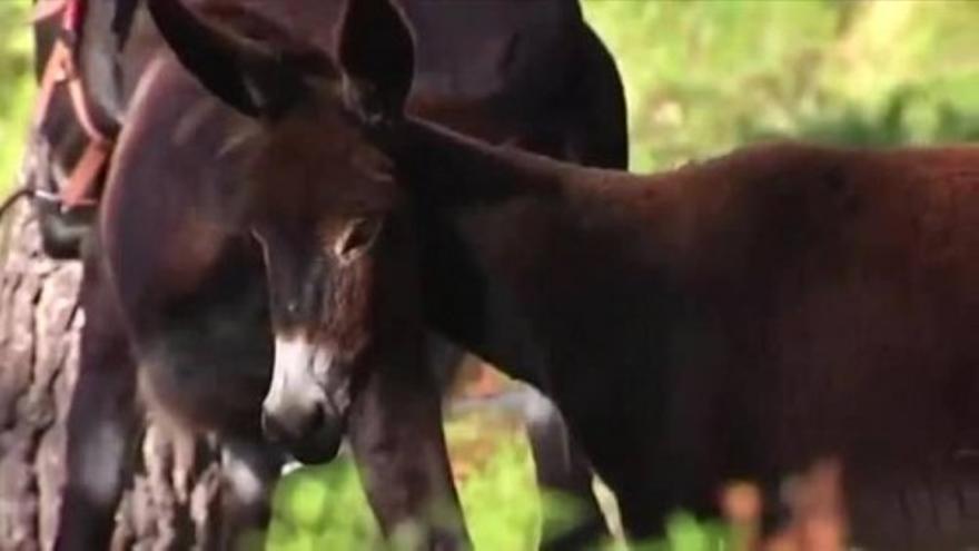 Esel und Pferde sollen Überschwemmungen vorbeugen