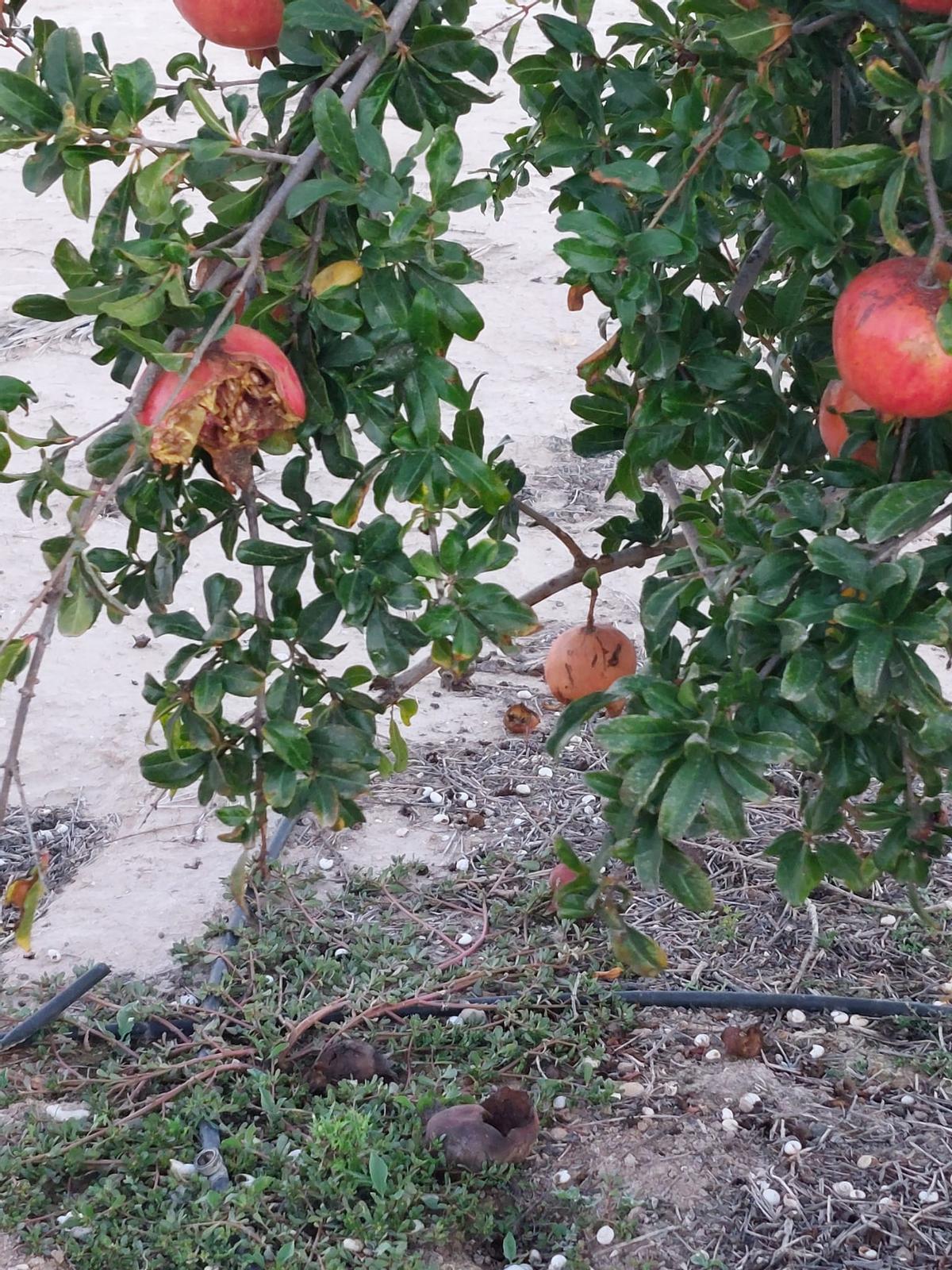 Daños en una explotación de granados en el Camp d'Elx.