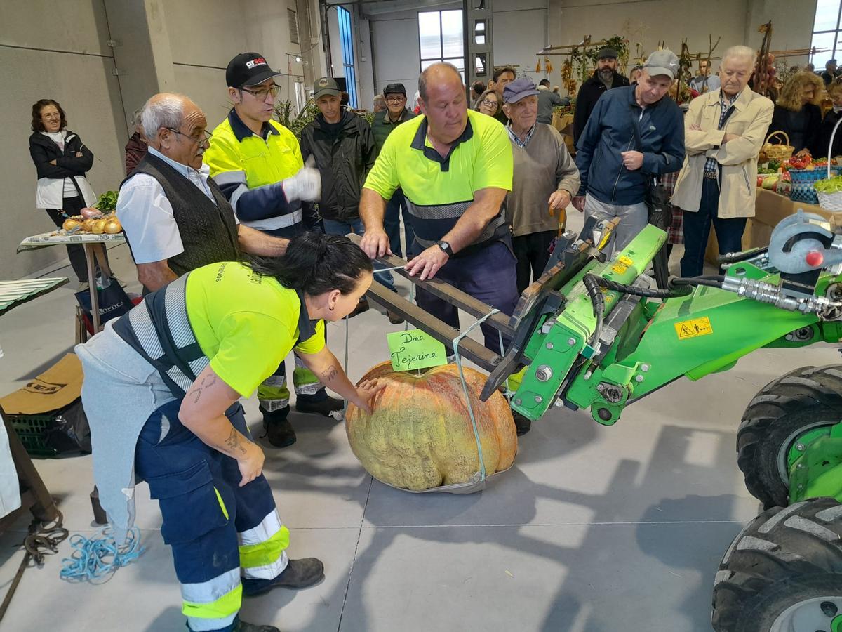 Pre 684 Asturcones, gochos asturceltas o calabazas gigantes: así es