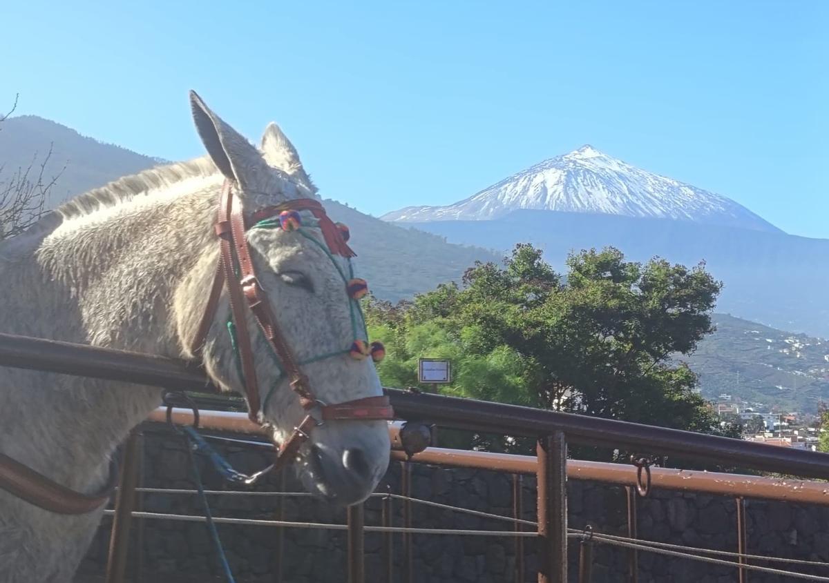 Feria del Ganado en La Matanza en el día grande de San Antonio Abad