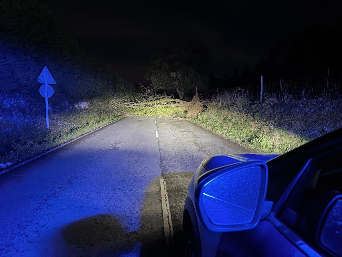 El árbol que mantuvo cortadas varias horas la carretera Llanes-Ribadesella.