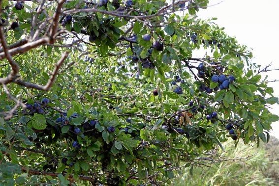 Pflaumenbäume sind Klassiker im mallorquinischen Obstgarten. Auf der Ökofinca Ariant bei Pollença wachsen besonders feine Sorten – jetzt sind die Früchte reif.