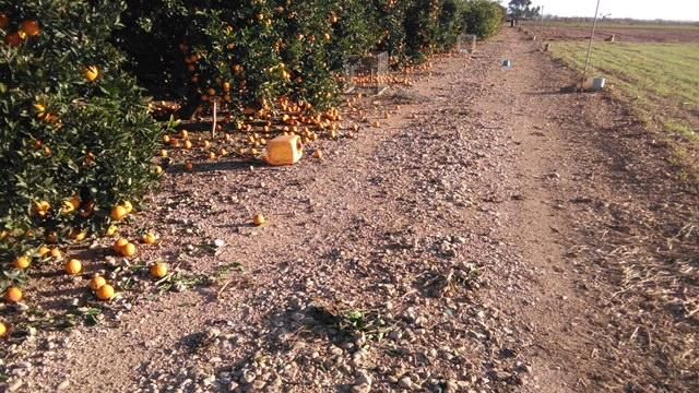 El vendaval afecta a los naranjos de sa Pobla