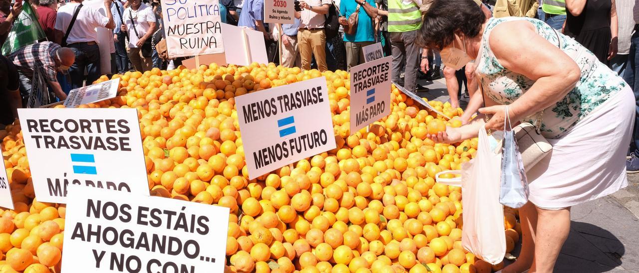 Una mujer recoge naranjas regaladas durante la concentración de la semana pasada en la plaza de la Montañeta de Alicante