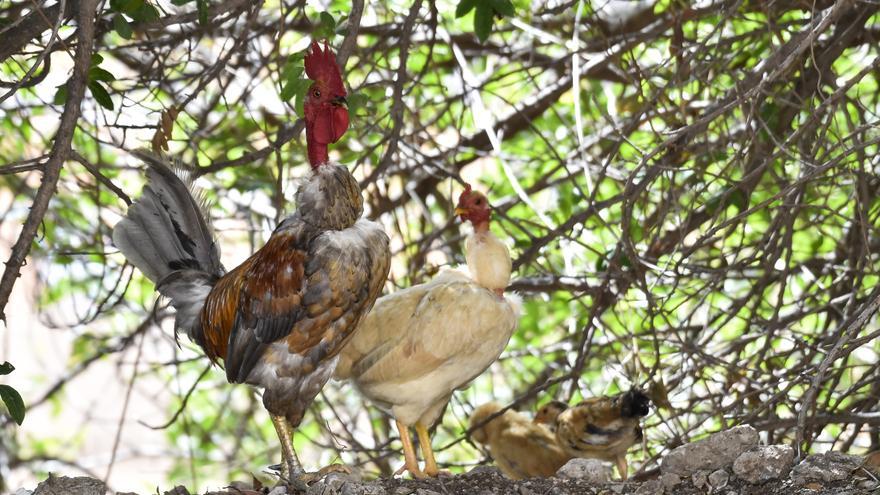 Colonia de gallos y gallinas sueltas por las calles de Salto del Negro