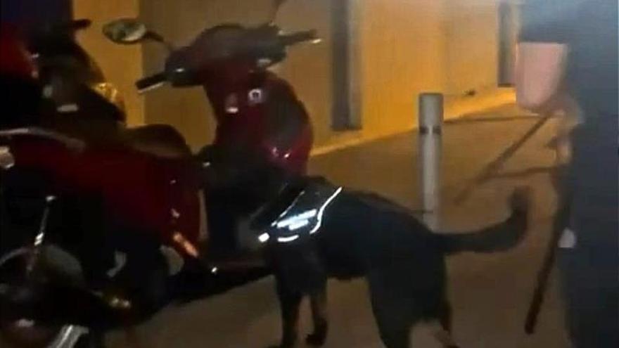 Un perro de la Policía Local de Rincón detecta hachís en una moto aparcada