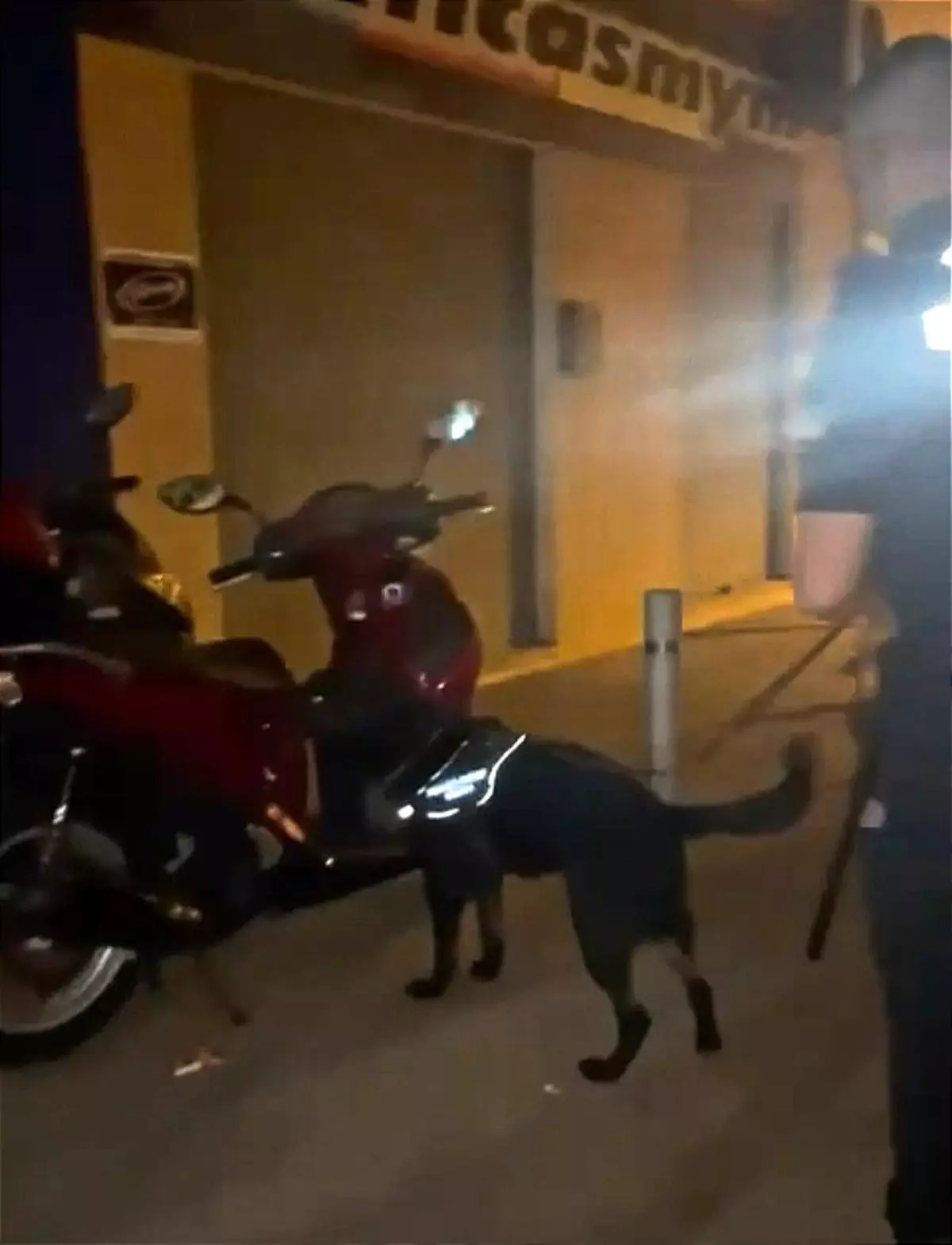 Un perro policía de Rincón detecta 14,5 gramos de hachís en una moto aparcada