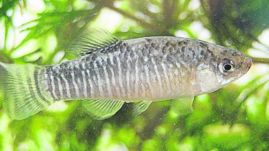 Ejemplar de fartet en la Laguna de Villena.