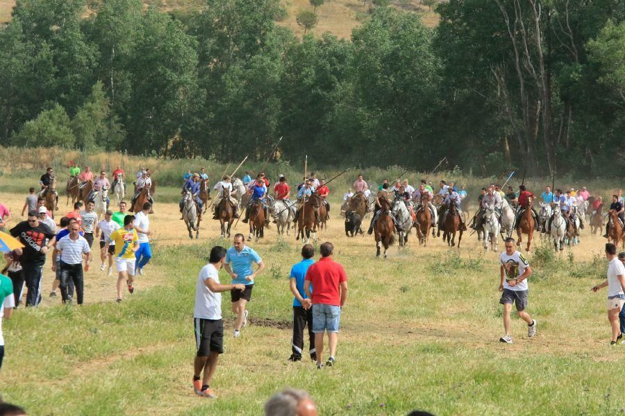 Toros bravos en Vadillo de la Guareña