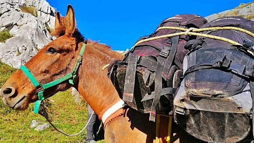 El mulo, cargado con las mochilas que llevan los quesos, en dirección a la cueva de Maín.